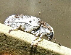 Ozotomerus bipunctatus