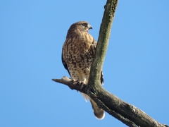 Buteo jamaicensis × lineatus