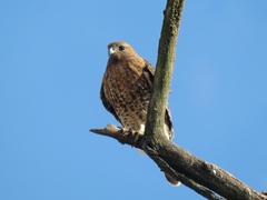 Buteo jamaicensis × lineatus