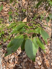 Mycosphaerella colorata