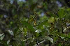 Byrsonima crassifolia
