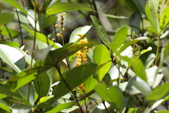 Byrsonima crassifolia