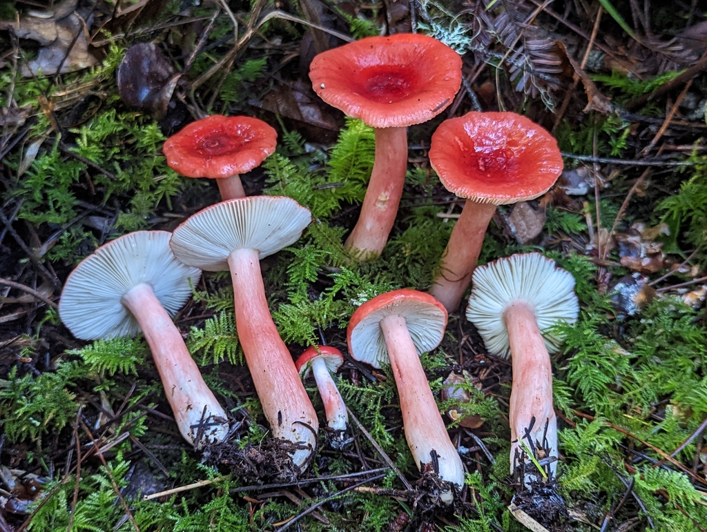 Russula americana