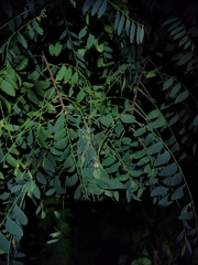 Stegodyphus pacificus