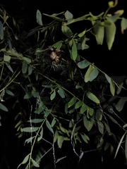 Stegodyphus pacificus