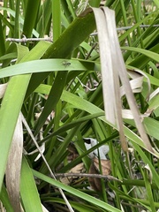 Polyrhachis rufifemur