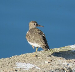 Actitis macularius