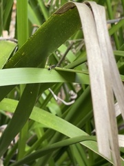 Polyrhachis rufifemur