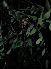 Stegodyphus pacificus