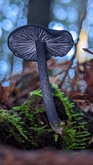 Entoloma serrulatum