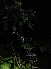 Stegodyphus pacificus