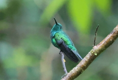 Anthracothorax viridis