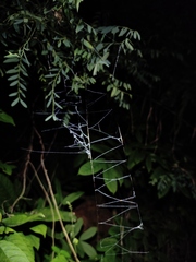 Stegodyphus pacificus