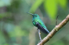 Anthracothorax viridis