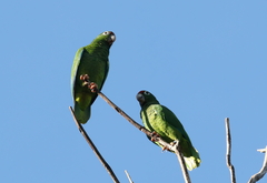 Amazona vittata
