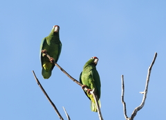 Amazona vittata