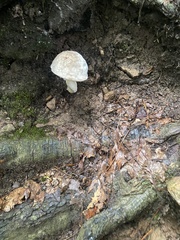 Leccinellum albellum