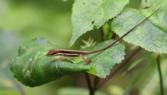 Anolis krugi
