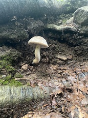 Leccinellum albellum