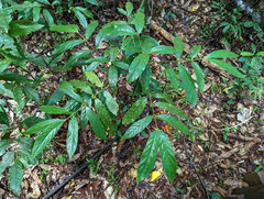 Lasianthus chlorocarpus