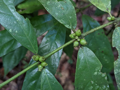 Lasianthus chlorocarpus
