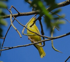 Setophaga petechia