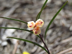 Ponera juncifolia