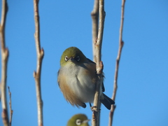 Zosterops lateralis lateralis