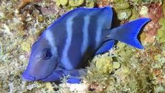 Acanthurus coeruleus
