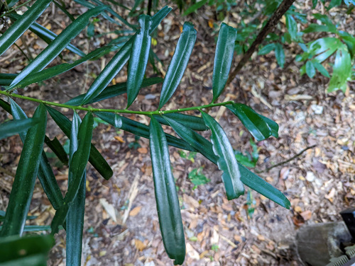 Northern brown pine (Podocarpus grayae)