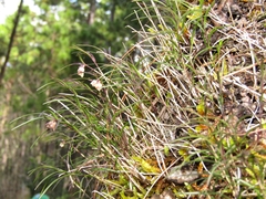 Ponera juncifolia