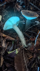 Lactarius pseudomucidus