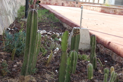 Lophocereus