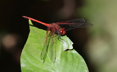 Dythemis rufinervis