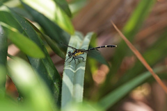 Austrogomphus prasinus