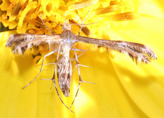 Dejongia lobidactylus