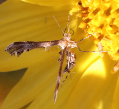 Dejongia lobidactylus
