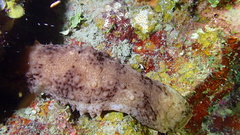 Holothuria thomasi