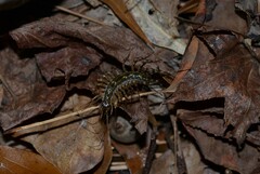 Thereuonema tuberculata