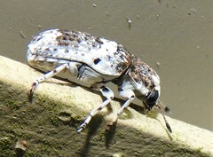 Ozotomerus bipunctatus