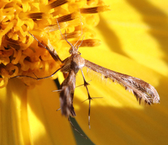 Dejongia lobidactylus