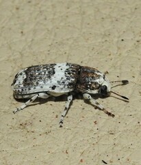 Ozotomerus bipunctatus