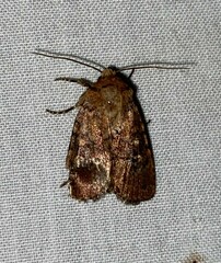 Perigea xanthioides
