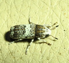 Ozotomerus bipunctatus
