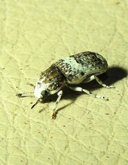 Ozotomerus bipunctatus