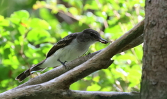 Myiarchus antillarum