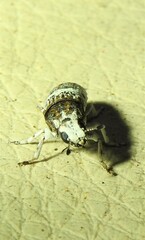 Ozotomerus bipunctatus