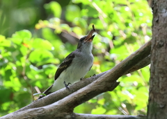 Myiarchus antillarum
