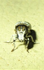 Ozotomerus bipunctatus