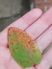 Uredo androsaemi